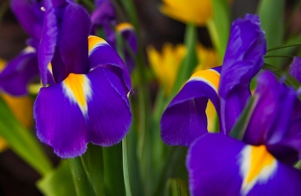 flores-para-bodas-de-primavera-iris