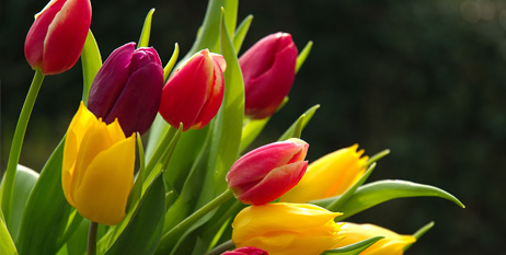 flores-para-bodas-de-primavera-tulipanes
