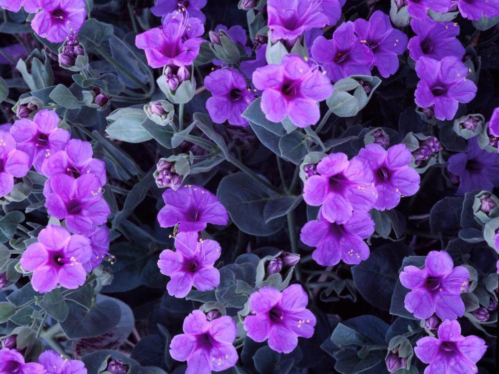 flores-para-bodas-de-primavera-violetas
